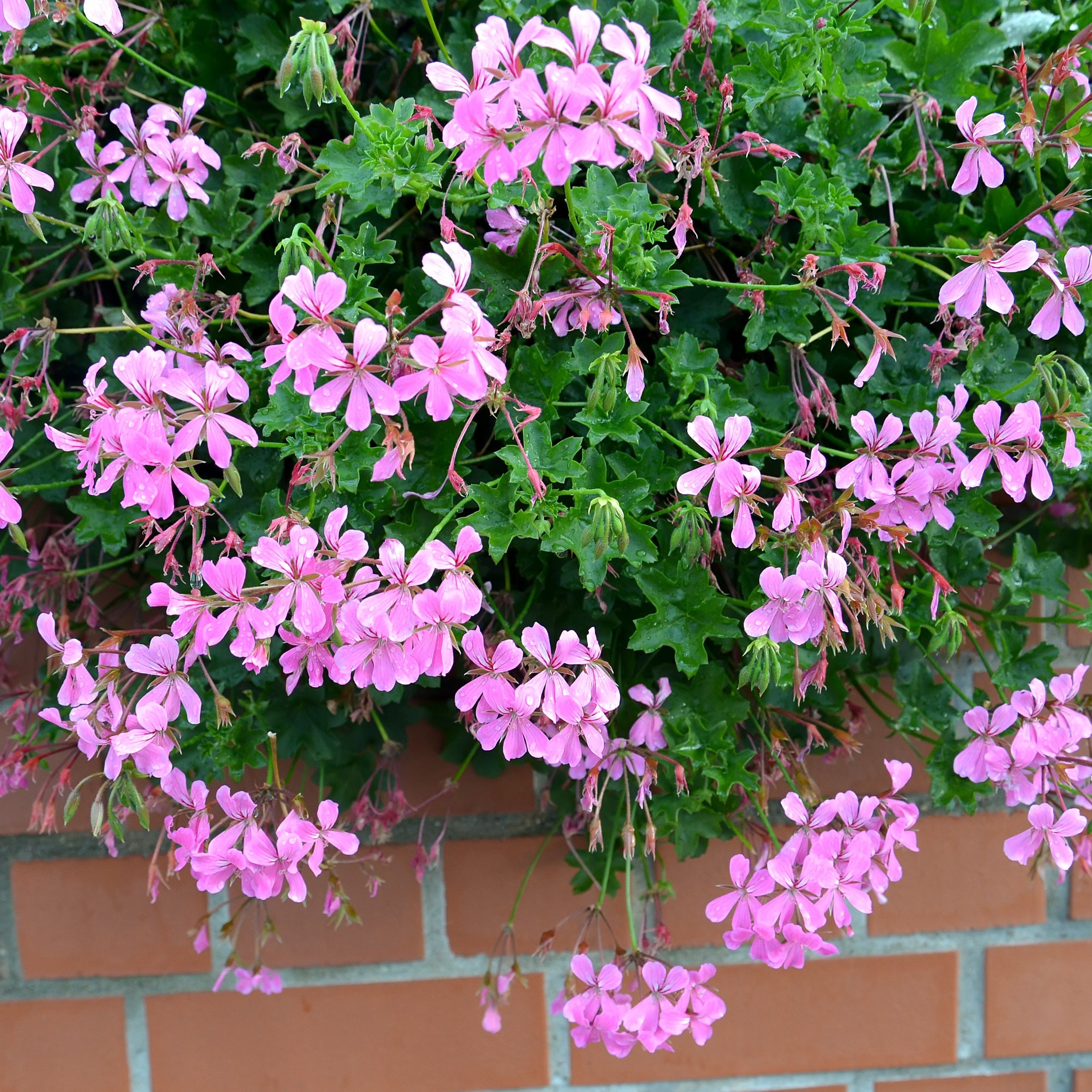 Bakker Géranium lierre rose pot 13cm retombant balcon