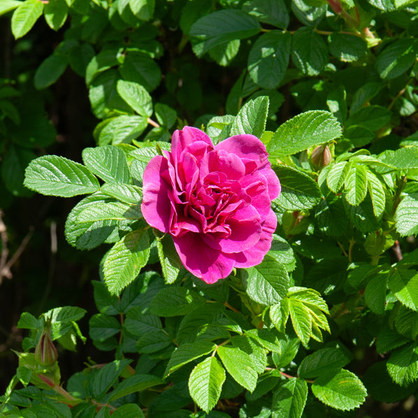 Bakker Rosiers botaniques lot 2 racines nues rose blanc parfumés