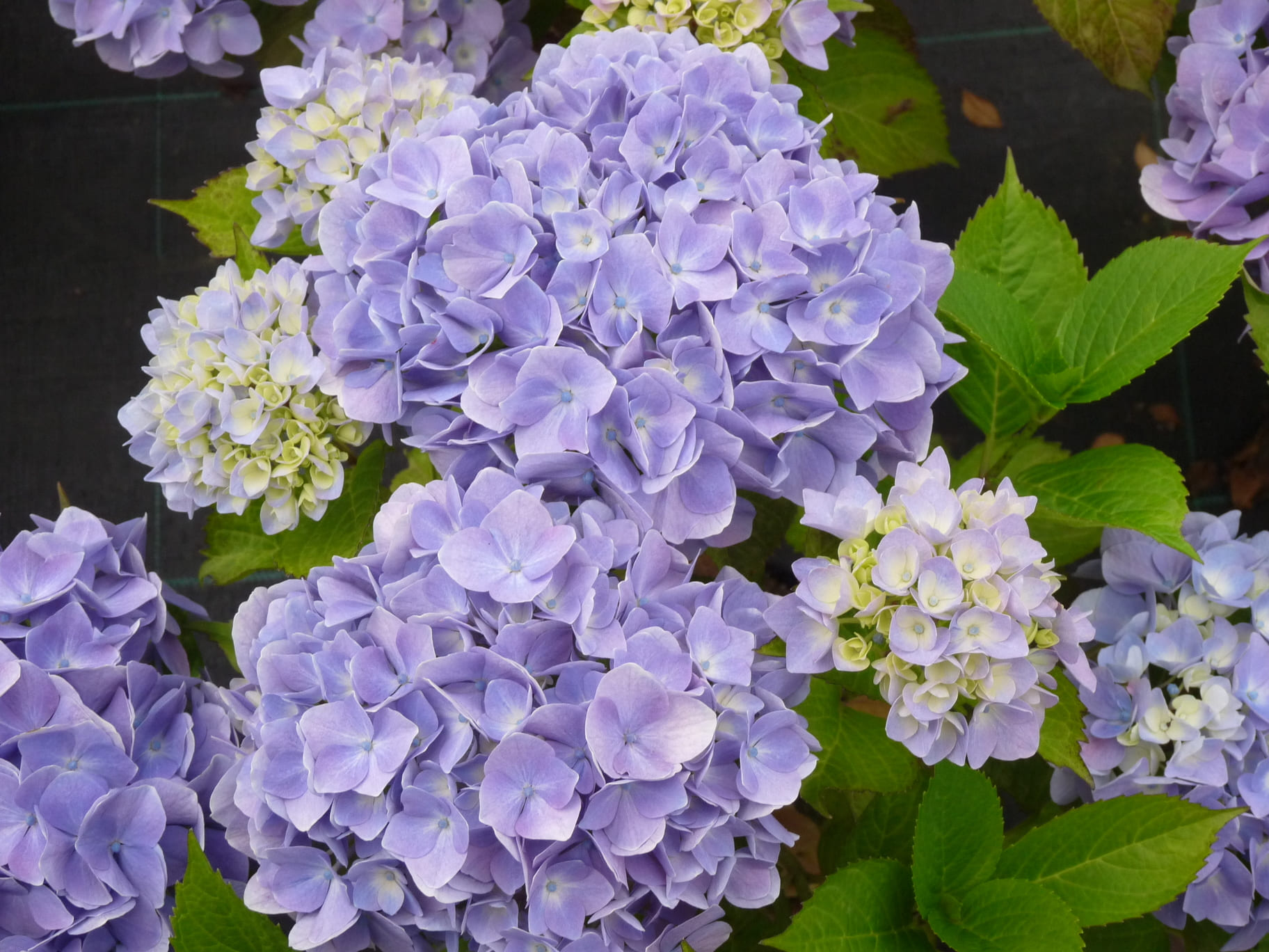 Les Hortensias du Haut Bois Violetta hortensia fleurs rondes