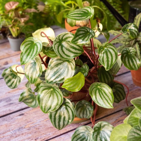 Bakker Intérieur Pépéromia argenté plante pot 12cm pastèque