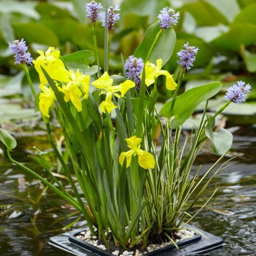 Bakker Anneau de flottaison plante bassin 25x25cm