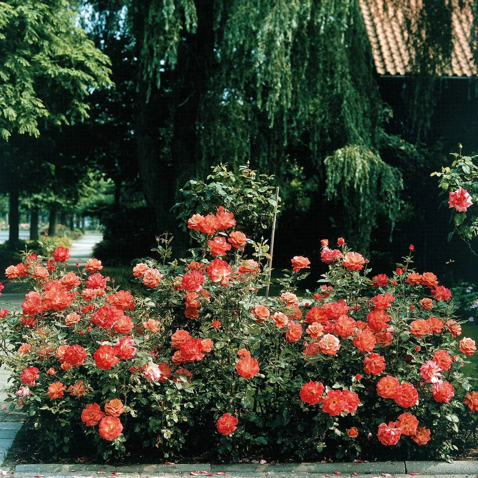 Bakker Doris Tysterman rosier buisson motte orange 90 cm