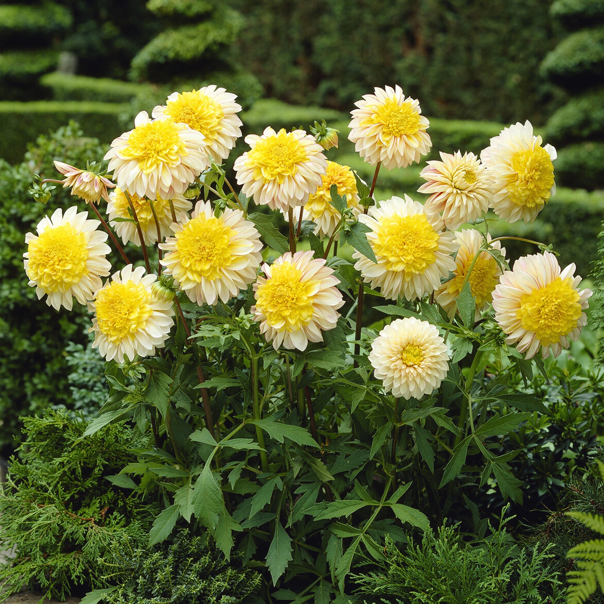 Bakker Bulbes Dahlia Polka dahlia sachet 1 bulbe jaune crème