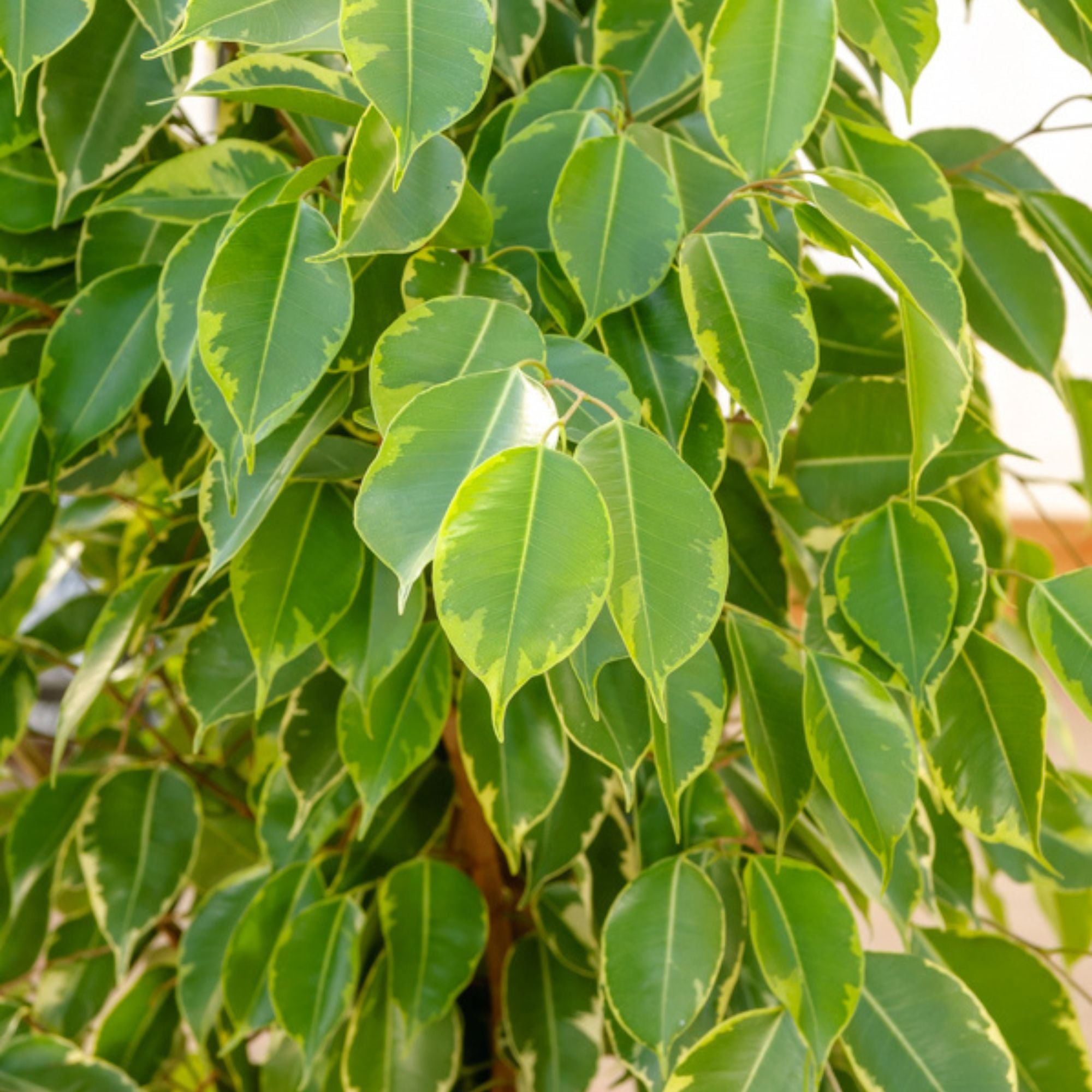 Bakker Ficus benjamina Golden King pot 17cm 60-80cm panaché