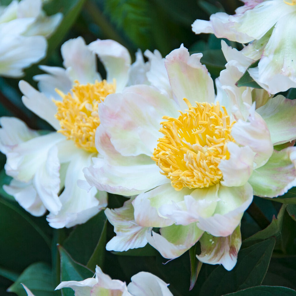 Bakker Green Lotus pivoine blanche verte pot Ø 11 cm