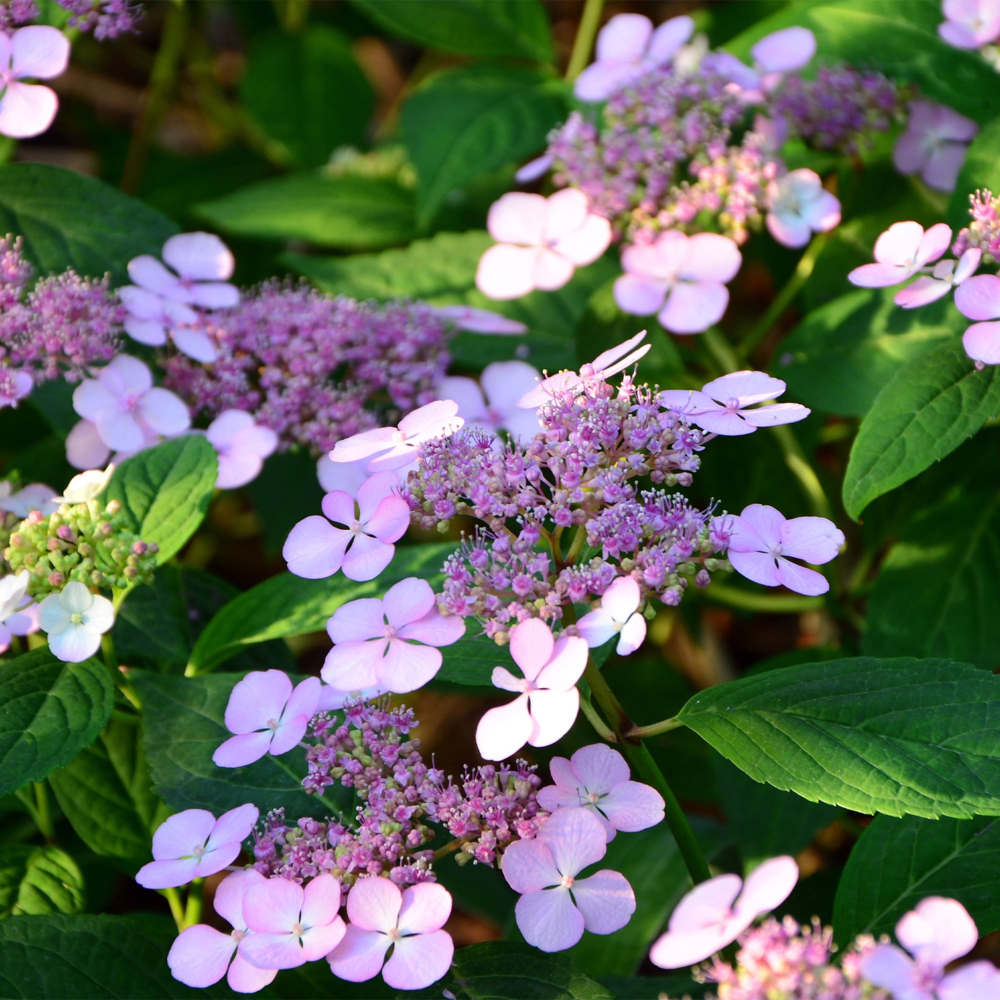 Bakker Été indien hortensia pot 13 cm rose 15-20 cm