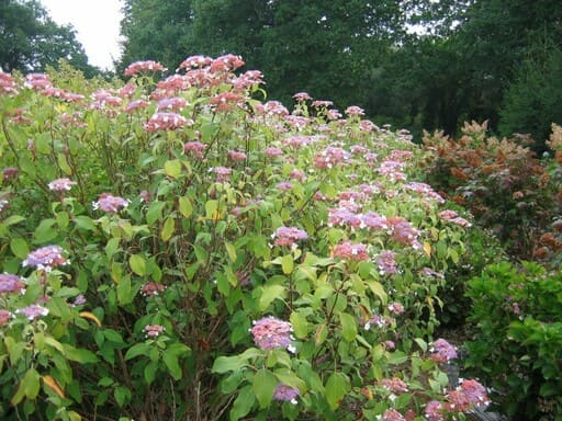 Les Hortensias du Haut Bois Rowalane hortensia aspera velours