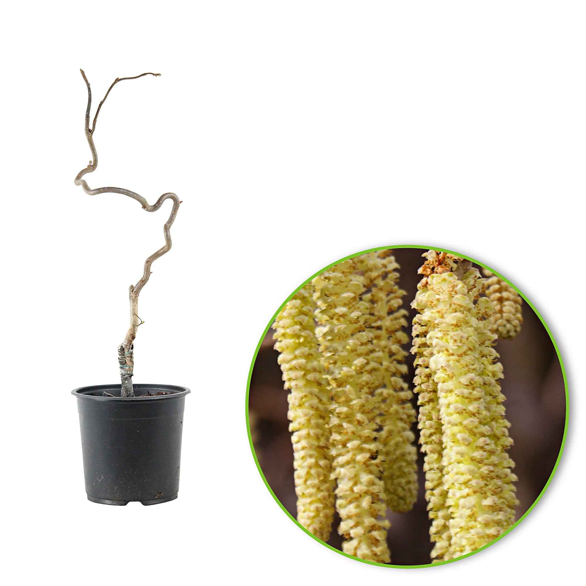 Bakker Noisetier tortueux Contorta arbuste pot 3L 50-60cm