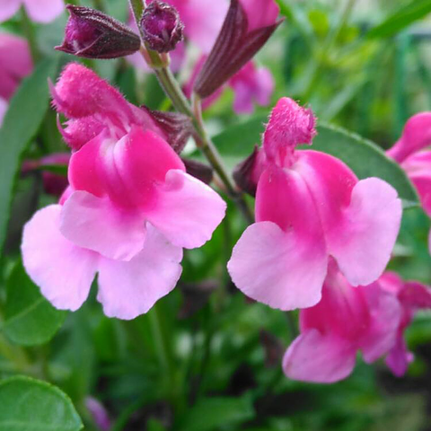 Salvia microphylla Icing Sugar sauge pot 1 litre bicolore