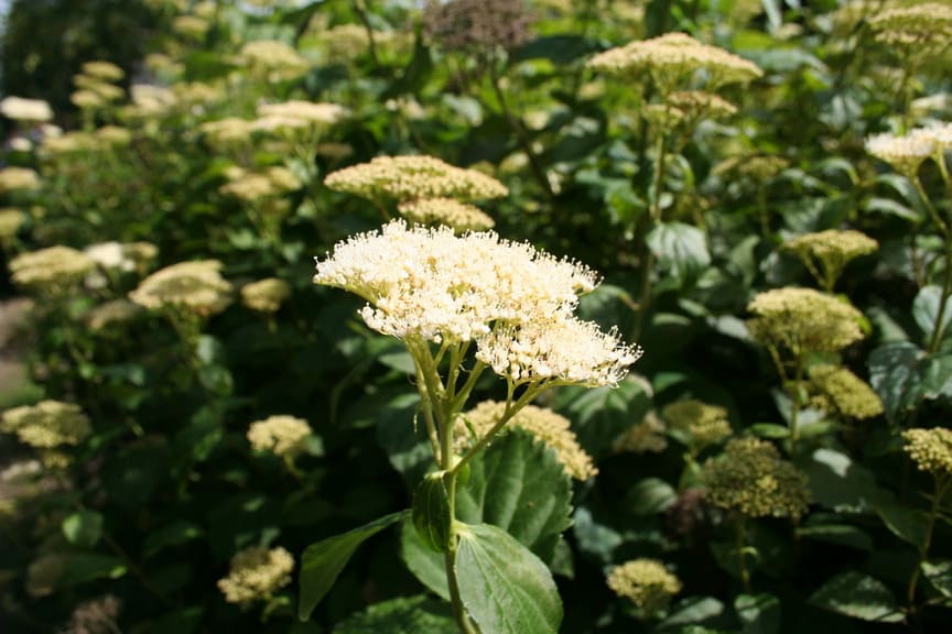 Les Hortensias du Haut Bois Radiata hortensia arborescent blanc