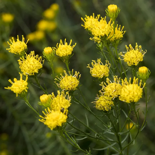 Bakker Aster linosyris plante vivace pot 9cm jaune