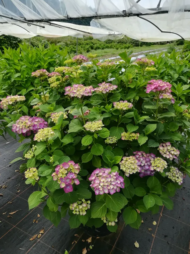 Les Hortensias du Haut Bois Heinrich Seidel hortensia fleurs rondes