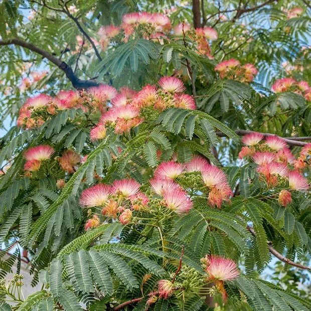Bakker Albizia Rose arbre à soie pot 2L fleurs roses
