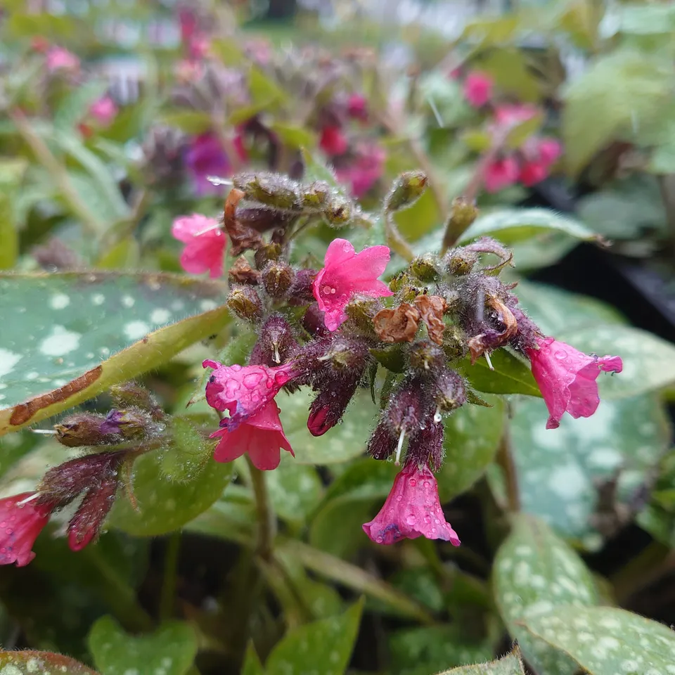 Passion Vivaces Pulmonaria Shrimps on the Barbie plante pot 1 litre