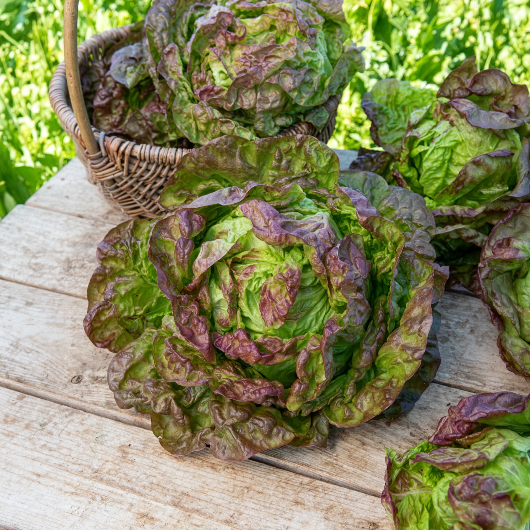 Bakker Potager Laitue Merveille des quatre saisons graine sachet 3g rustique