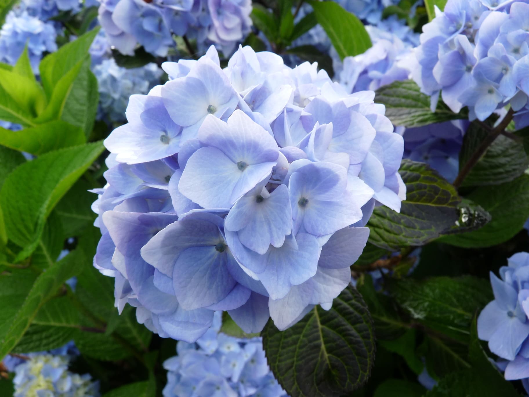 Les Hortensias du Haut Bois Semperflorens hortensia rondes godet