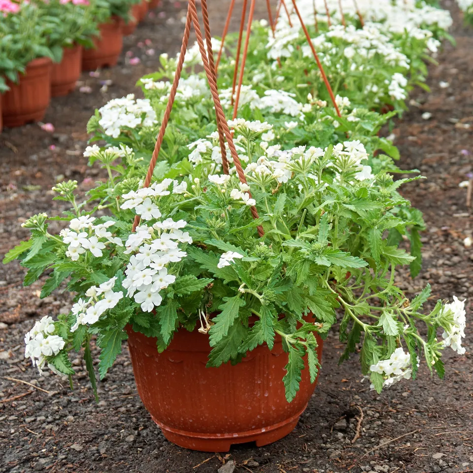 Bakker Verveine Blanche retombante pot Ø 10,5cm soleil