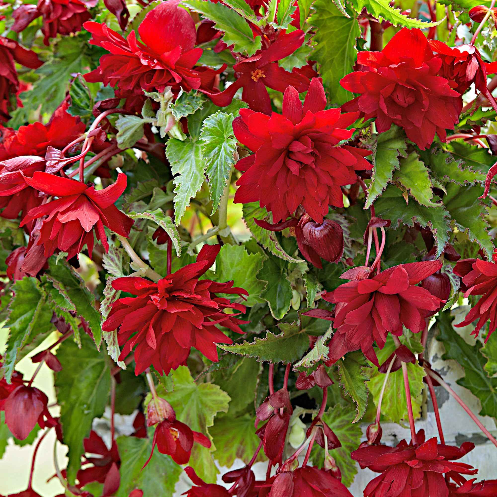Bakker Scarlet bégonias retombants bulbes x5 rouge