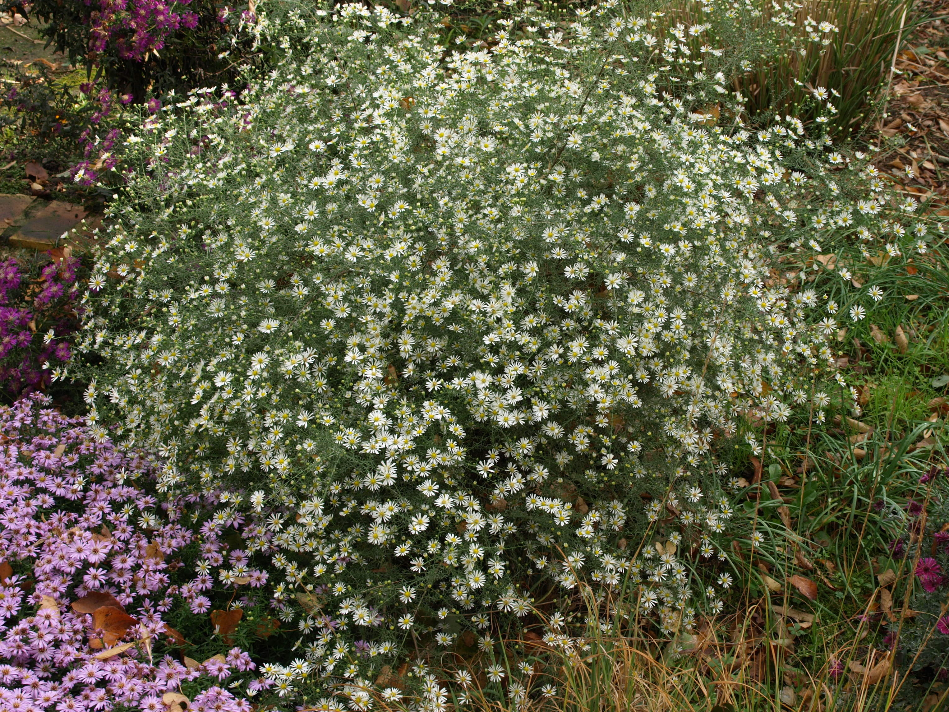 Passion Vivaces Aster pilosus demotus aster blanc godet tardif