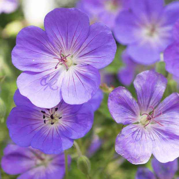 Bakker Géranium vivace bleu de l'Himalaya plante vivace 3 racines couvre-sol