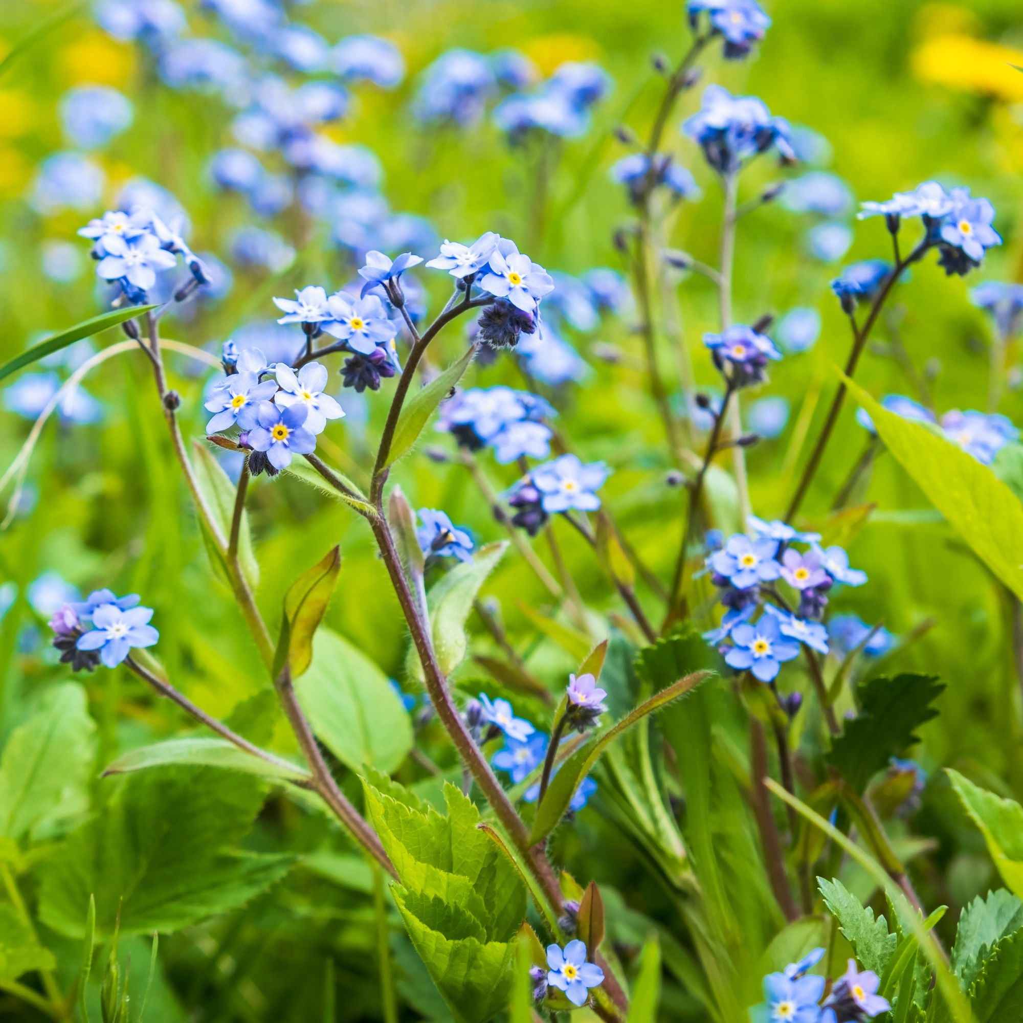 Bakker Myosotis des marais vivace bleue pot 9cm bassin