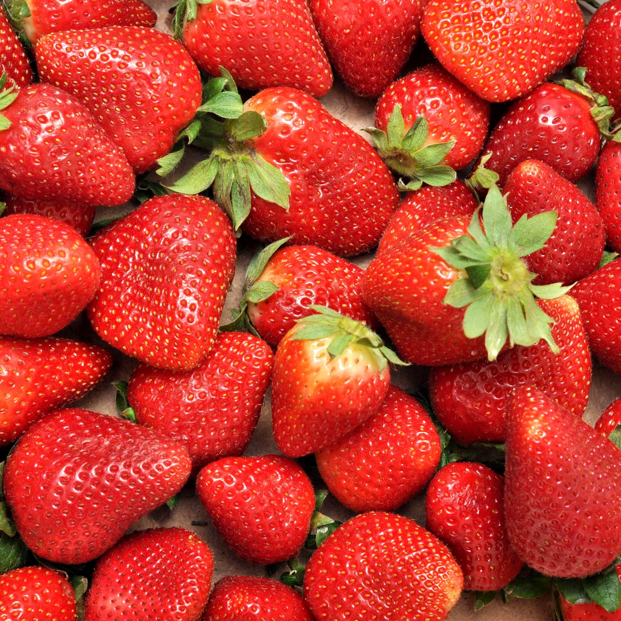 Bakker Fruitiers Fraisier Charlotte remontant 20 racines nues