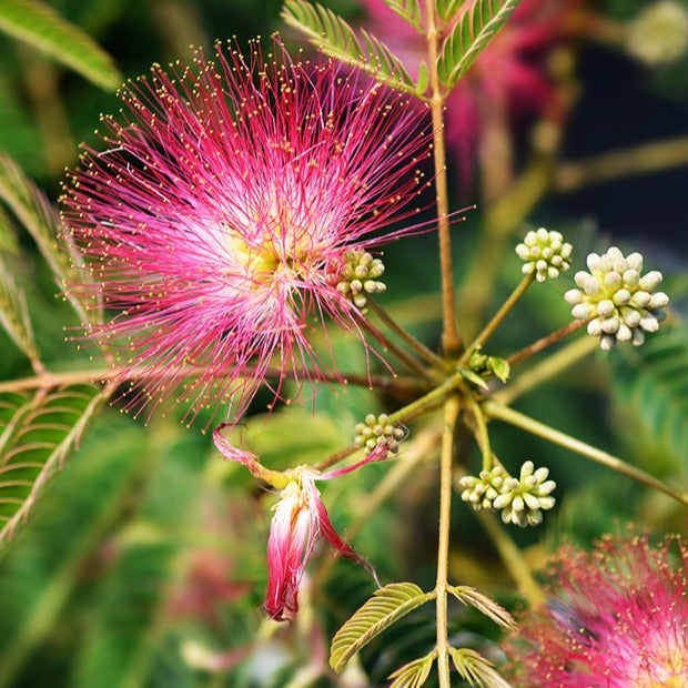 Bakker Albizia Rose arbre à soie pot 2L fleurs roses
