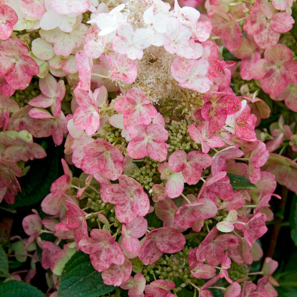 Bakker Hortensia Magical Fire paniculé pot 3L rouge