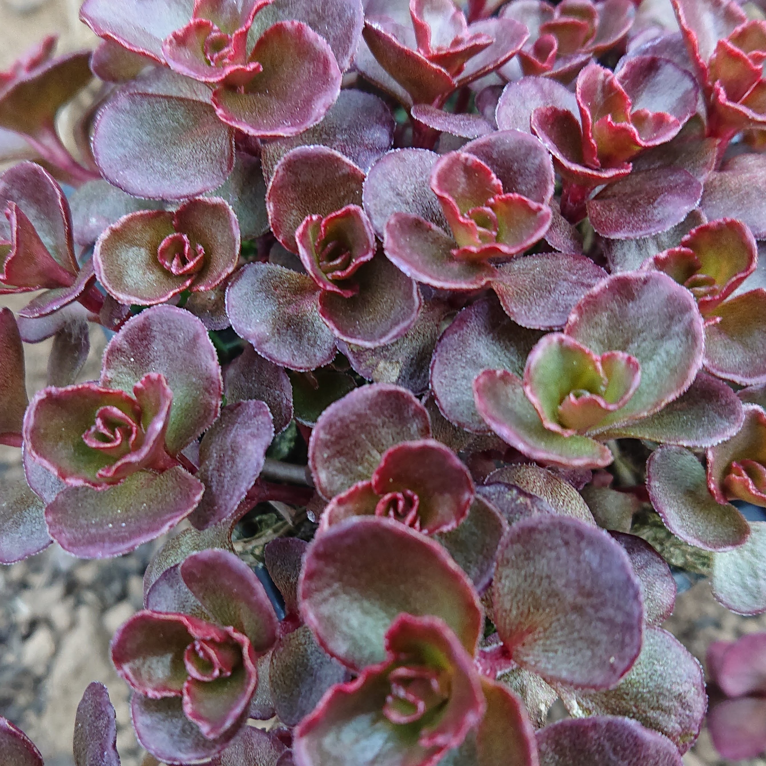 Passion Vivaces Sedum spurium Voodoo godet rouge carminé