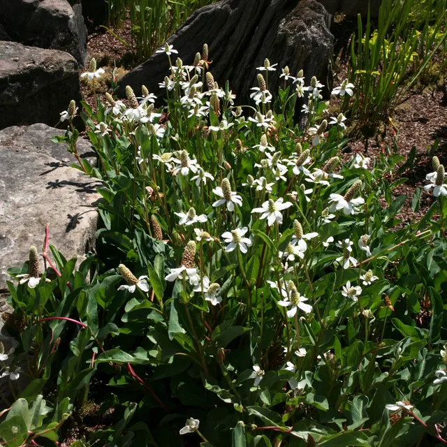 Bakker Anémopsis Californie plante bassin pot 9cm