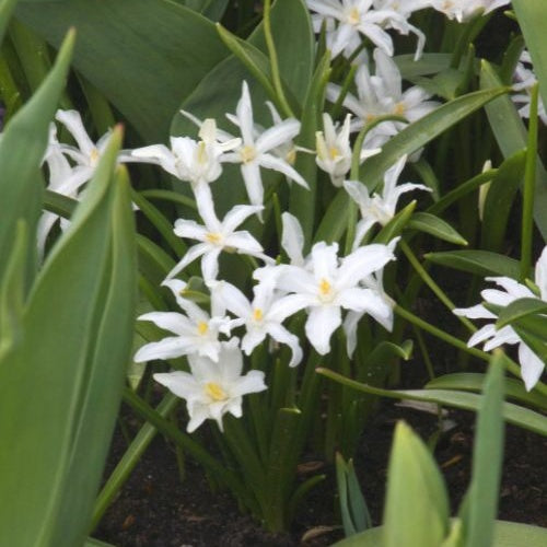 Bakker Luciliae Alba gloire des neiges 20 bulbes blancs