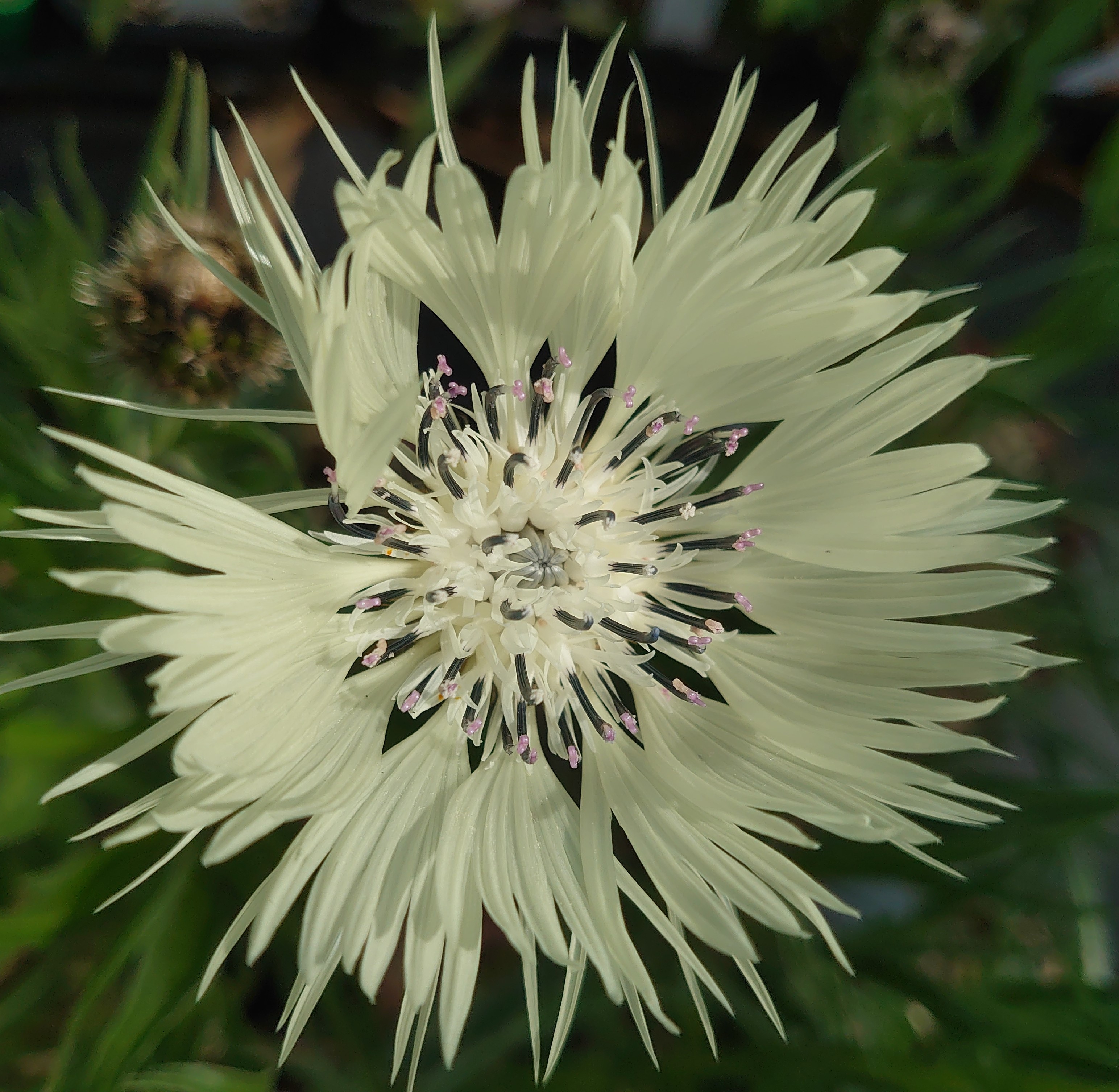 Passion Vivaces Centaurea cheirantifolia plante pot 1L jaune ivoire