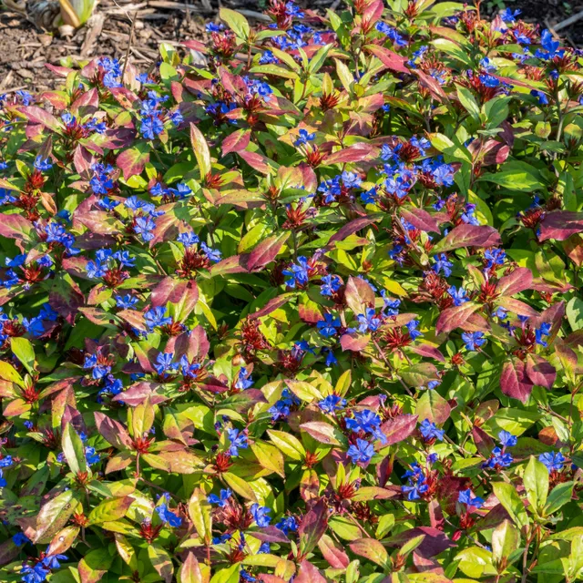 Bakker Vivaces Dentelaire bleue couvre-sol 2 pots Ø9cm bleue
