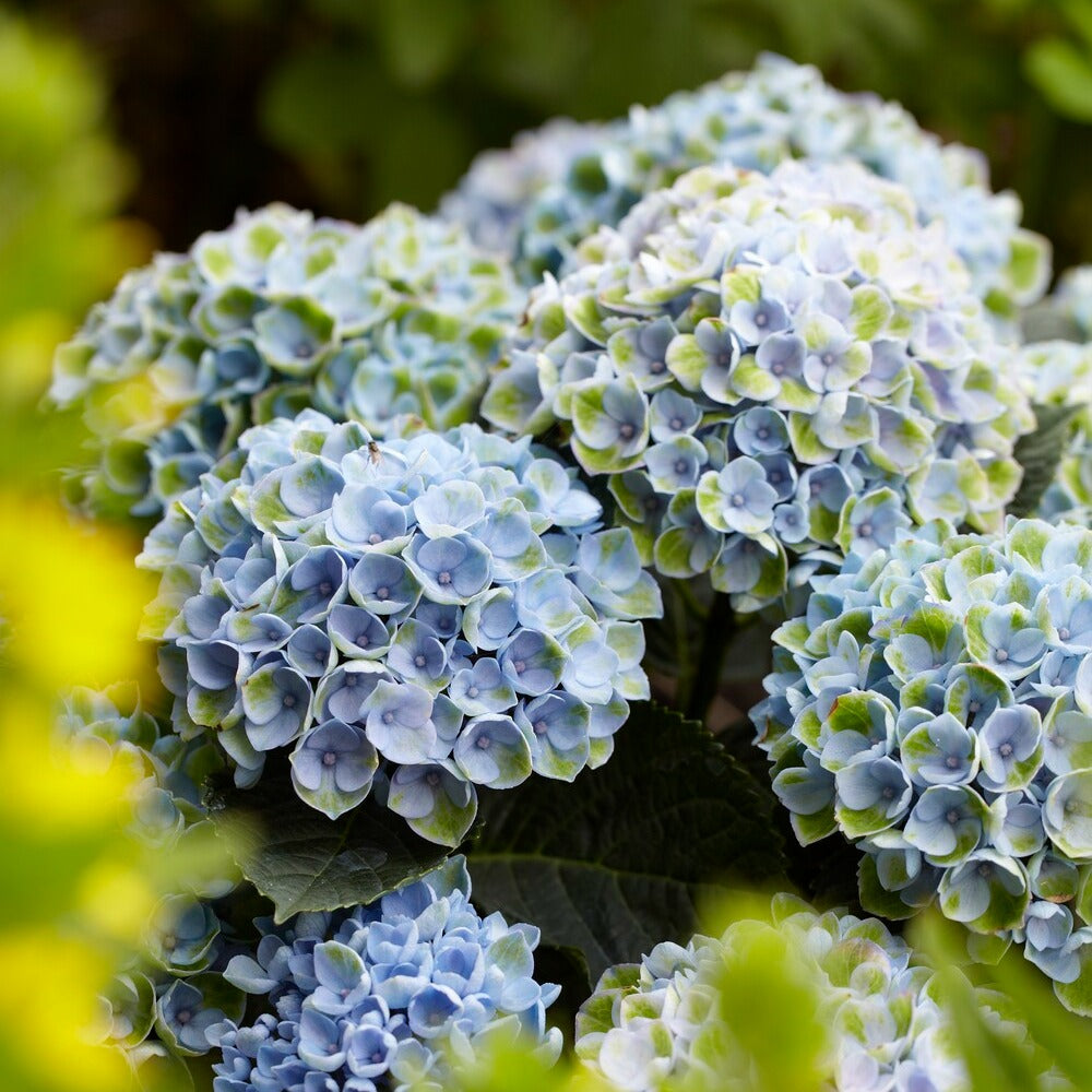 Bakker Hortensia Revolution Blue arbuste pot 1,5L bleu