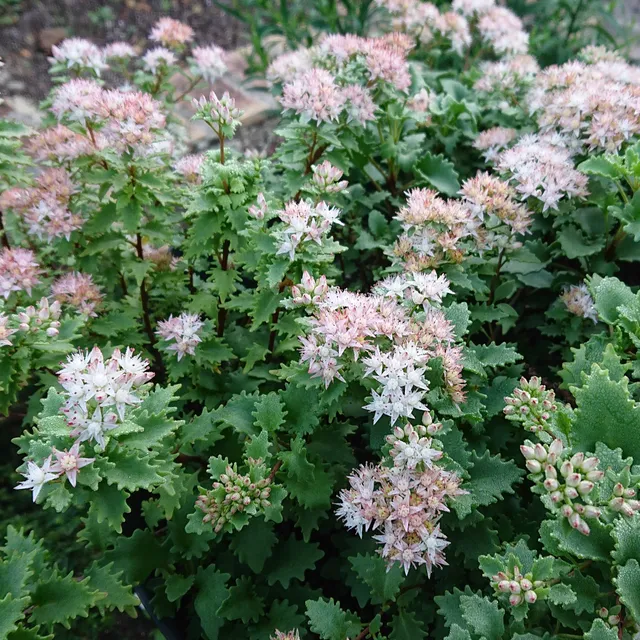 Passion Vivaces Sedum Janet Poor orpin pot 1L blanc rosé