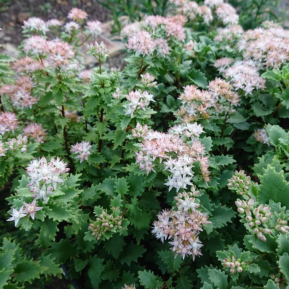 Passion Vivaces Sedum Janet Poor orpin pot 1L blanc rosé