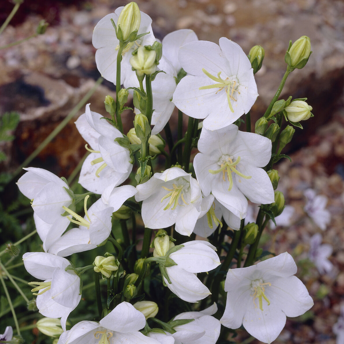 Bakker Campanule à feuilles de pêcher Alba vivace pot 9cm blanche
