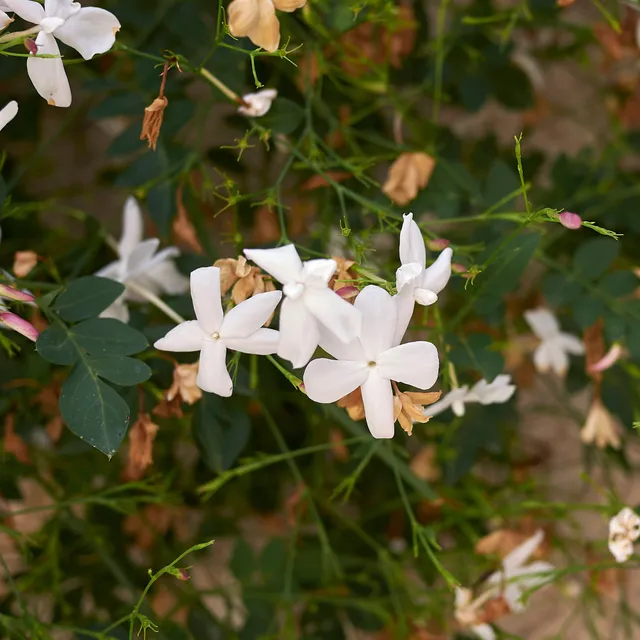 Bakker Jasmin de Grasse plante grimpante pot Ø11cm fleur blanche parfumée