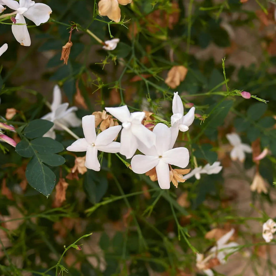 Bakker Jasmin de Grasse plante grimpante pot Ø11cm fleur blanche parfumée