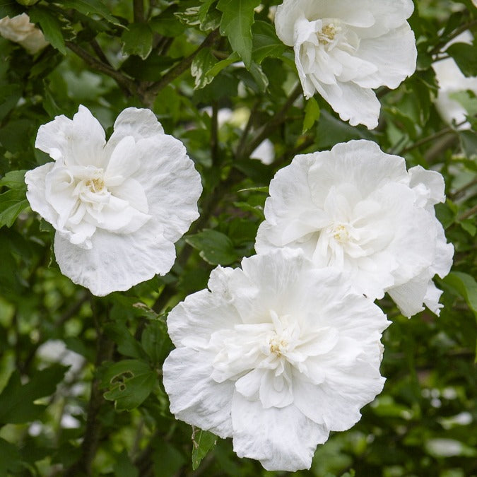 Bakker White Chiffon hibiscus arbuste pot 1,3 L blanc