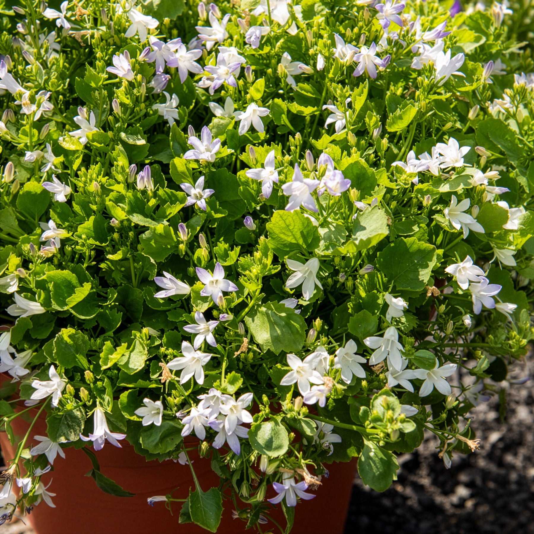 Bakker Campanule portens blanc vivace pot Ø 11 cm