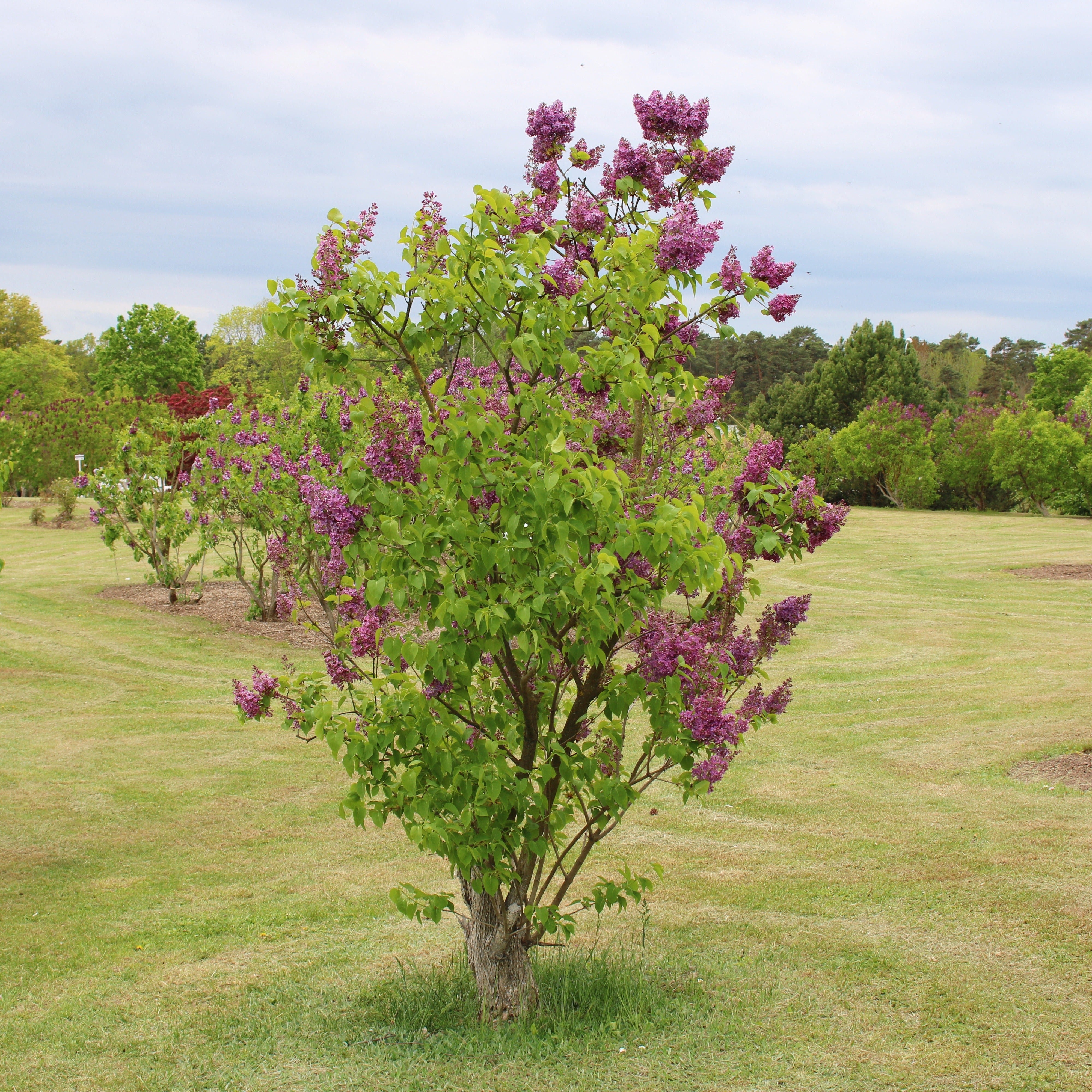 Bakker Charles Joly lilas double rouge pot Ø9cm 10-15cm