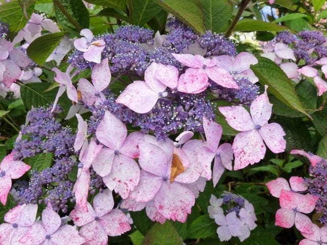 Les Hortensias du Haut Bois Grayswood hortensia serrata fleurs plates