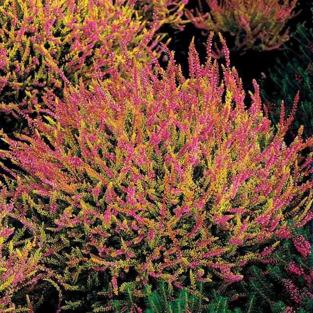 Bakker 3 Bruyères d'été roses feuilles jaunes plante 8cm