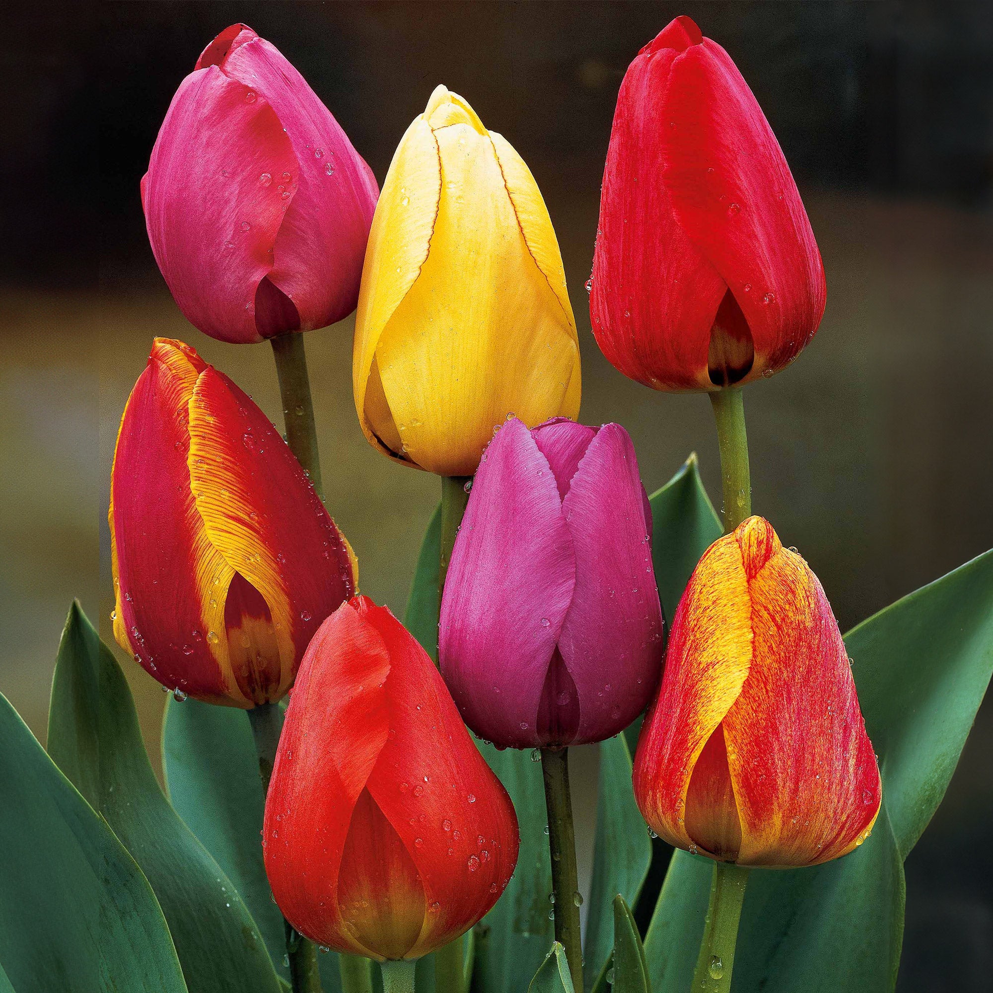 Bakker Darwin 30 bulbes de tulipes mélange 10-11cm