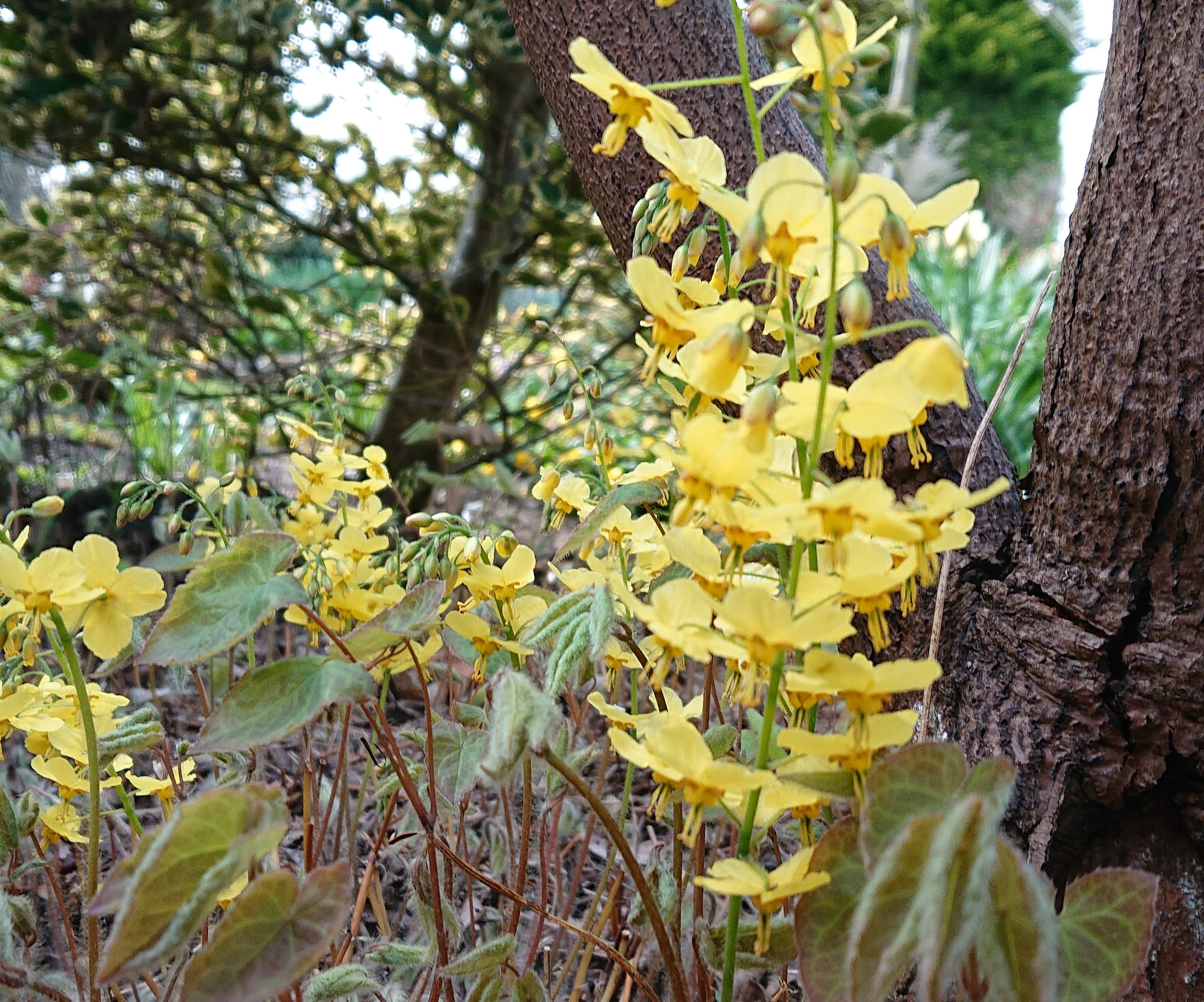 Passion Vivaces Epimedium Frohnleiten vivace godet jaune