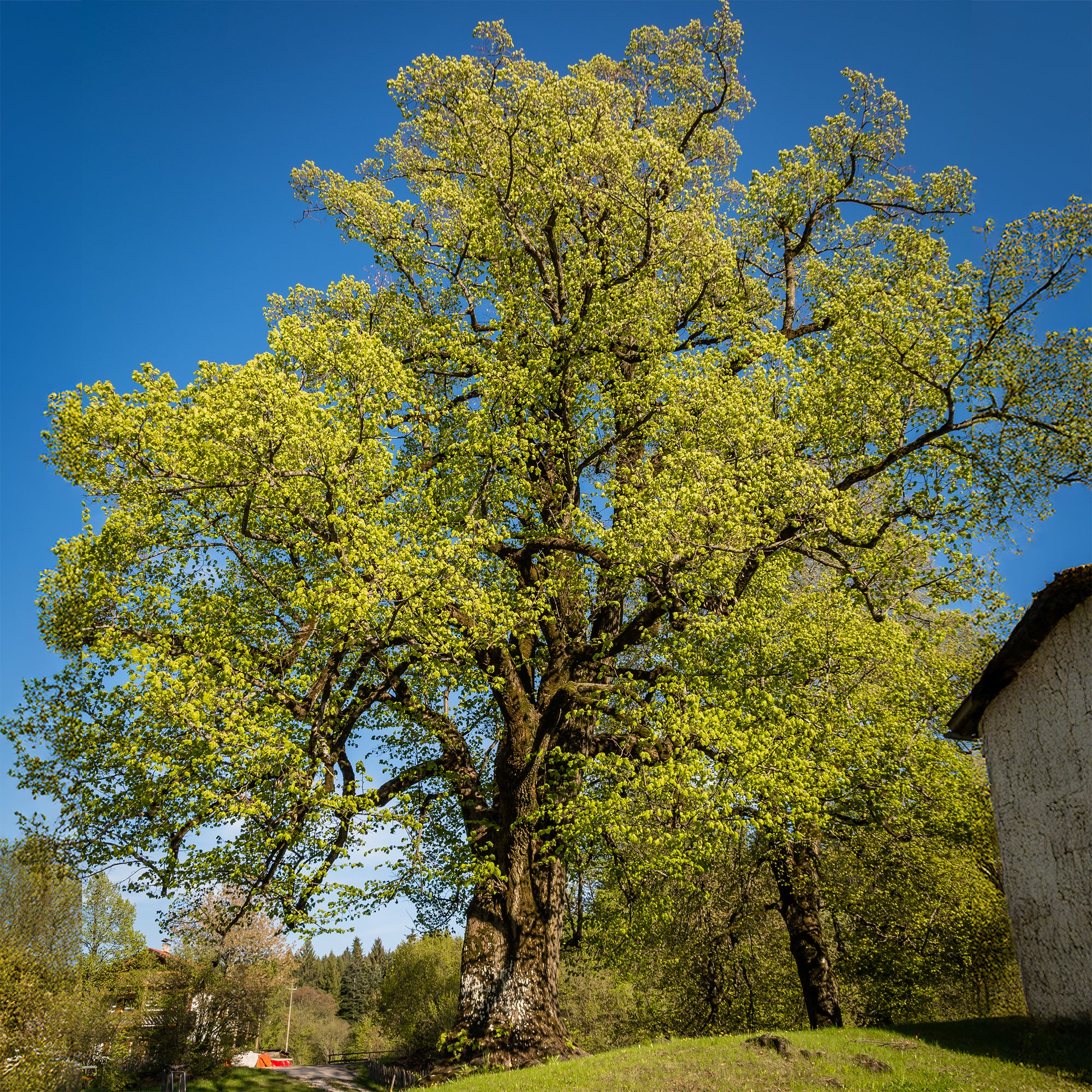 Bakker Tilleul à grandes feuilles arbre pot 2L 80-100cm