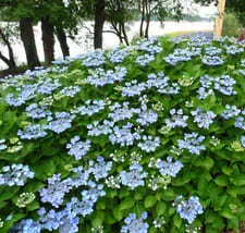 Les Hortensias du Haut Bois Blauling hortensia macrophylla plates bleu