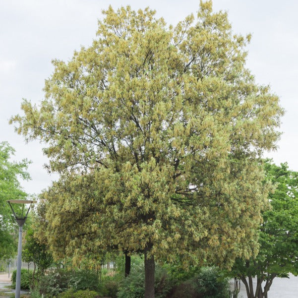 Bakker Chêne vert Quercus ilex arbre pot 3L 30-40cm