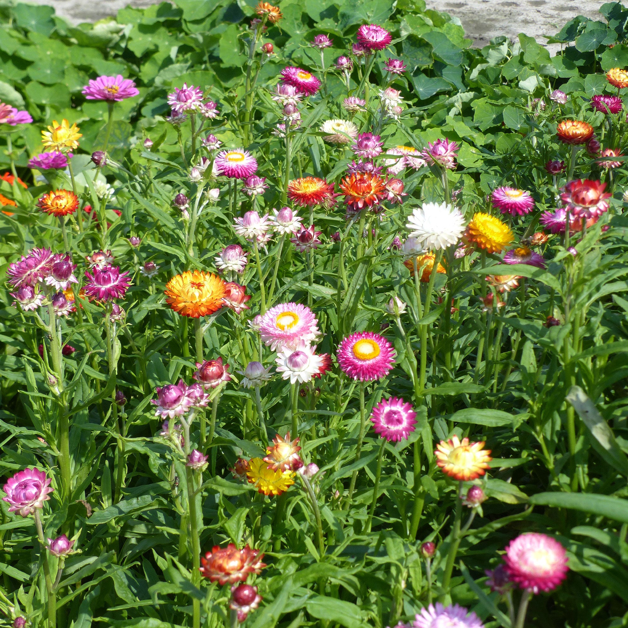 Bakker Immortelle grosses fleurs mélange graines 1g fleurs séchées